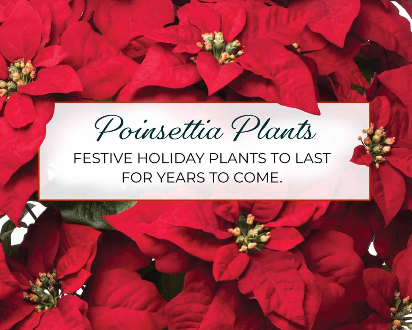 Poinsettia Plants
