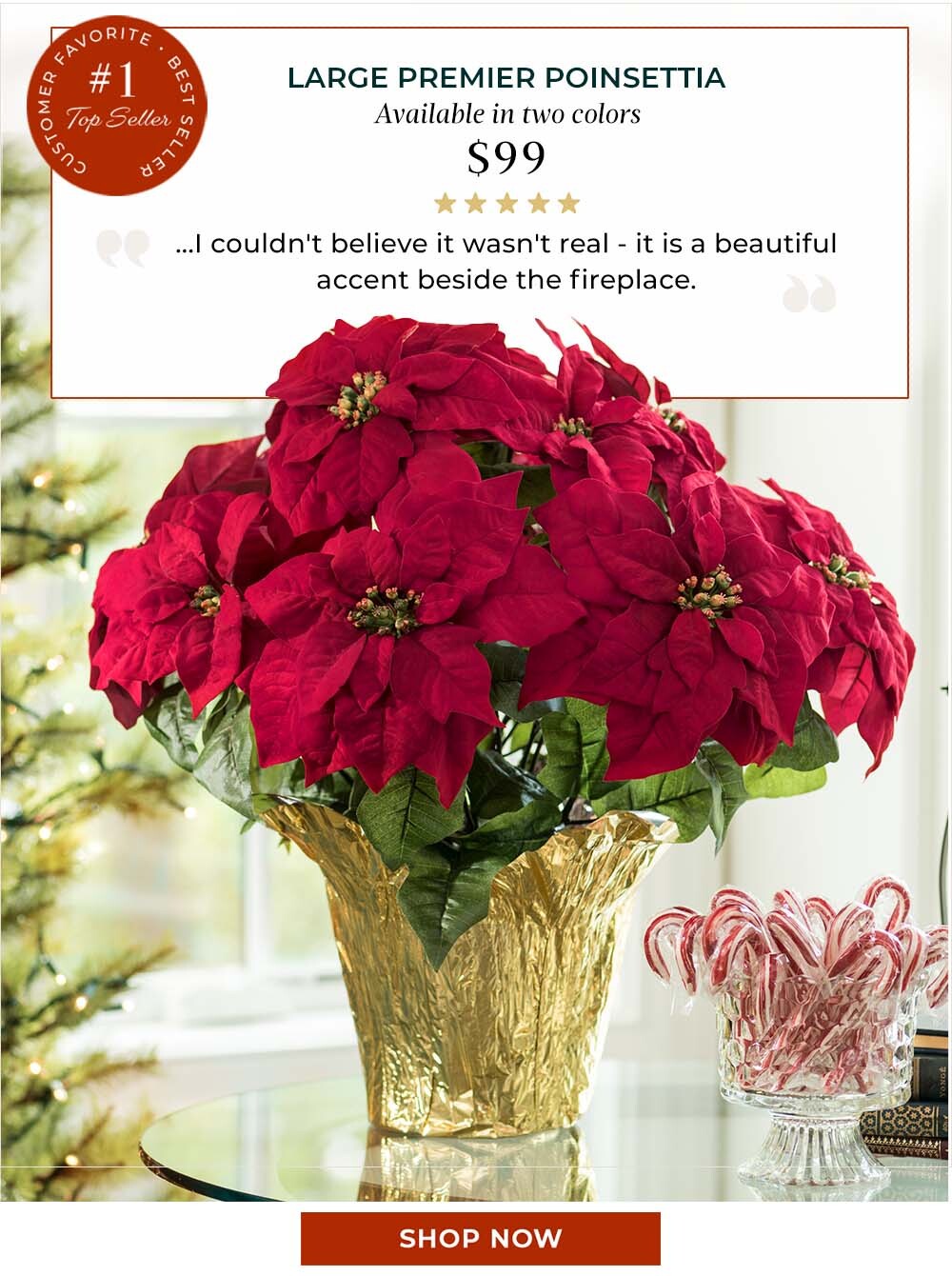 Large Premier Poinsettia Plant