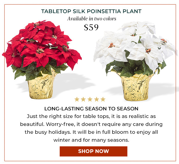 Table Top Poinsettia Plant