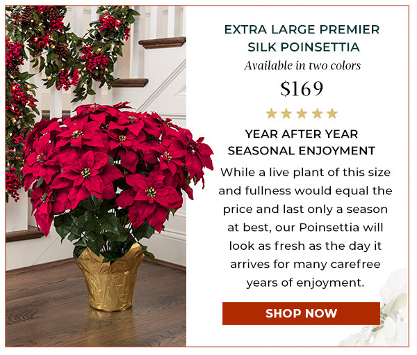 Extra Large Premier Poinsettia plant