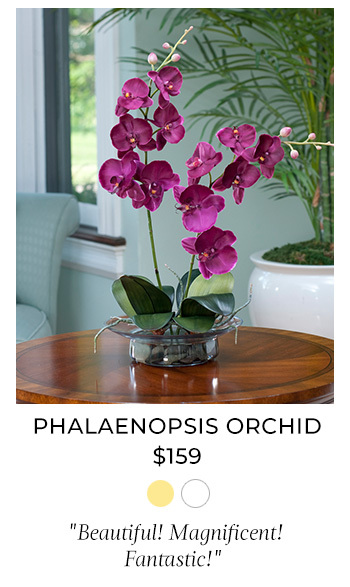 Phalaenopsis Silk Orchid