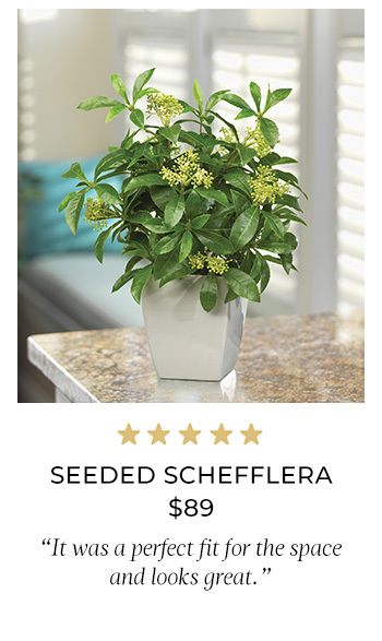 Seeded Schefflera Faux Foliage Planter, Available at Petals.