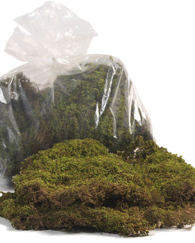 Green Sheet Moss