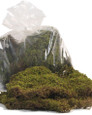 Green Sheet Moss
