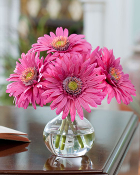 Fuchsia
