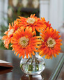 Orange
