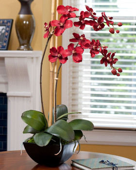 Simple red vanda orchid in stylish black resin container
