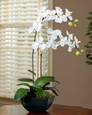 Simple white vanda orchid in stylish black resin container
