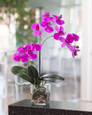 Phalaenopsis Orchid Accent