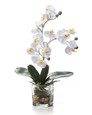 Phalaenopsis Orchid Accent