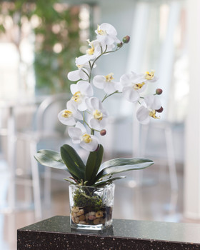 Phalaenopsis Orchid Accent