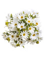 Farmhouse Daisies Silk Flower Arrangement