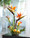 Bird of Paradise & Calla Lily