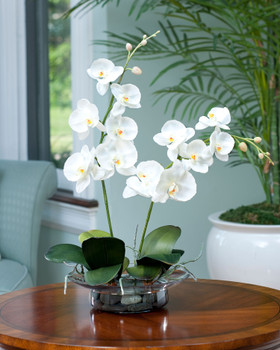 Cream White Phalaenopsis Orchid in elegant glass bowl
