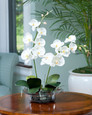 Cream White Phalaenopsis Orchid in elegant glass bowl
