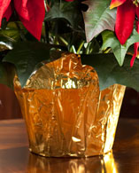 Gold Cover