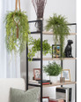 Maidenhair Fern Silk Foliage Plant
