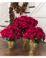 Premier Silk Poinsettia - Large