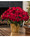 Premier Silk Poinsettia - Large