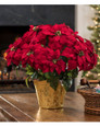 Premier Silk Poinsettia - Large
