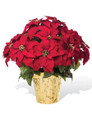 Premier Silk Poinsettia - Large