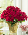 Premier Silk Poinsettia - Large