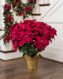 Red silk poinsettia extra large lifelike holiday decor in foil