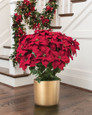 Red silk poinsettia extra large lifelike holiday decor for home