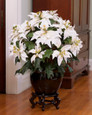 White silk poinsettia extra large lifelike holiday decor