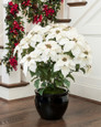 White silk poinsettia extra large lifelike holiday decor