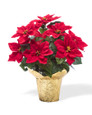 Desktop Silk Poinsettia Plant