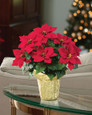 Desktop Silk Poinsettia Plant
