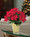 Desktop Silk Poinsettia Plant
