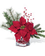 Poinsettia Accent 
