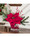 Poinsettia Accent 
