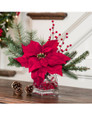 Poinsettia Accent 