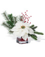 Poinsettia Accent 
