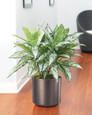 Lifelike Silver Queen Silk Floor Plant by Petals - Faux Floor Plant