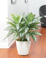 Lifelike Silver Queen Silk Floor Plant by Petals - Faux Floor Plant