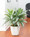 Lifelike Silver Queen Silk Floor Plant by Petals - Faux Floor Plant