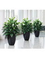 Double Silk Spathiphyllum Plant