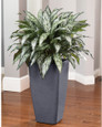 Double Silk Silver Queen Plant