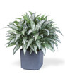 Double Silk Silver Queen Plant