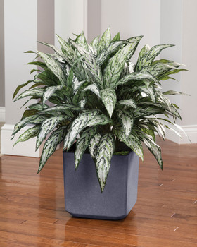 Double Silk Silver Queen Plant