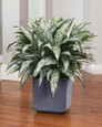 Double Silk Silver Queen Plant