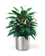 Spathiphyllum Silk Floor Plant