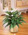 Spathiphyllum Silk Floor Plant