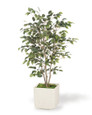 Silk Ficus Bush Plant. Available at Petals.