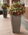 Deluxe Croton Silk Plant, by Petals.
