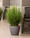 lifelike lush 34" tall silk grass plant